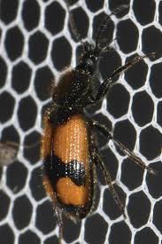 Attēlu rezultāti vaicājumam “Panagaeus cruxmajor”