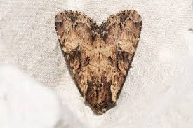 Attēlu rezultāti vaicājumam “Apamea epomidion”