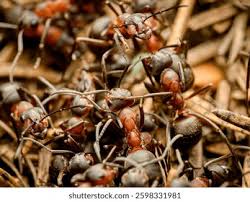 Attēlu rezultāti vaicājumam “Formica rufa”