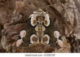 Attēlu rezultāti vaicājumam “Thyatira batis”