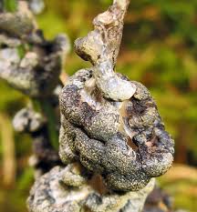 Attēlu rezultāti vaicājumam “Lycogala ustulatum macro”