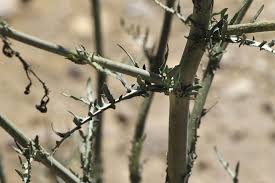 Attēlu rezultāti vaicājumam “Scapania mucronata”