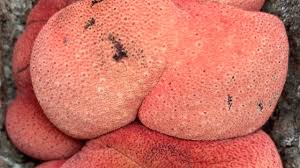 Attēlu rezultāti vaicājumam “Lycogala epidendrum aggr.”