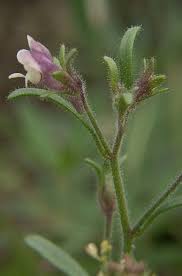 Attēlu rezultāti vaicājumam “Microrrhinum minus leaf”
