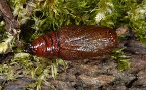 Attēlu rezultāti vaicājumam “Ematurga atomaria”