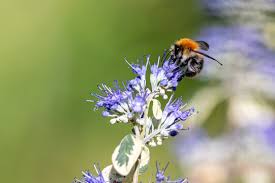 Attēlu rezultāti vaicājumam “Barbula”