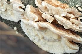 Attēlu rezultāti vaicājumam “Trametes ochracea”