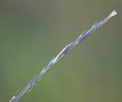 Attēlu rezultāti vaicājumam “Nardus stricta”