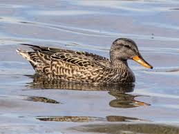 Attēlu rezultāti vaicājumam “Anas strepera female”