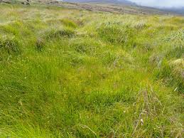 Attēlu rezultāti vaicājumam “Sphagnum contortum”