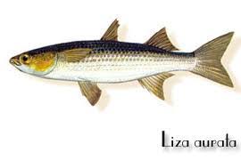 Image result for Liza aurata