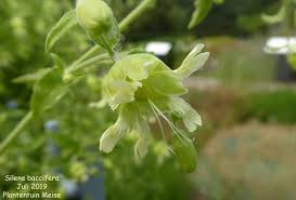 Attēlu rezultāti vaicājumam “Silene baccifera”