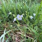 Attēlu rezultāti vaicājumam “Stellaria palustris leaf”
