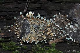 Attēlu rezultāti vaicājumam “Penicillium vulpinum”