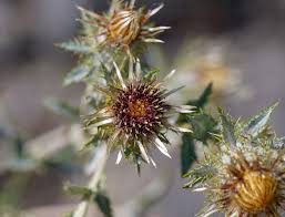 Attēlu rezultāti vaicājumam “Carlina biebersteinii flower”