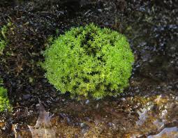 Attēlu rezultāti vaicājumam “Philonotis fontana sporophyte”