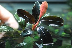Risultati immagini per bucephalandra pinoh red stem