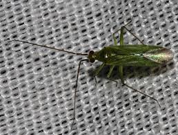 Attēlu rezultāti vaicājumam “Blepharidopterus angulatus imago”