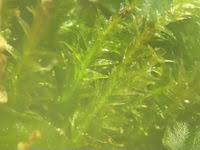 Attēlu rezultāti vaicājumam “Plagiothecium latebricola”