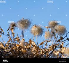 Attēlu rezultāti vaicājumam “Clematis fruit”