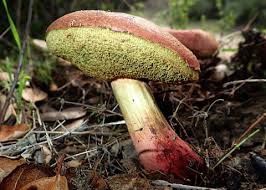 Attēlu rezultāti vaicājumam “Xerocomus chrysenteron”