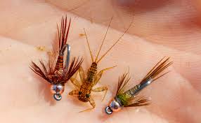 Attēlu rezultāti vaicājumam “Thecabius affinis nymph”