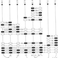 Attēlu rezultāti vaicājumam “Pseudobryum cinclidioides cells”