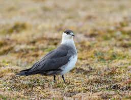 Attēlu rezultāti vaicājumam “Stercorarius parasiticus”