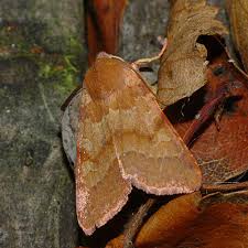 Attēlu rezultāti vaicājumam “Agrochola helvola imago”