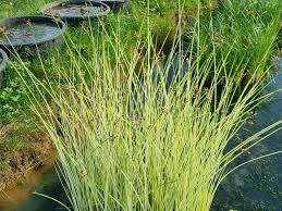 Attēlu rezultāti vaicājumam “Schoenoplectus lacustris subsp. glaucus fruit”