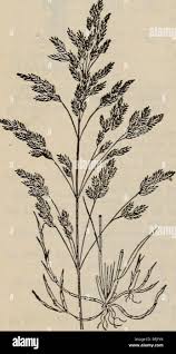 Attēlu rezultāti vaicājumam “Festuca ovina fruit”