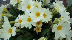Attēlu rezultāti vaicājumam “Primula x margotae flower”