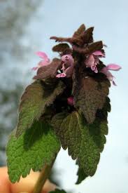 Attēlu rezultāti vaicājumam “Lamium purpureum leaf”