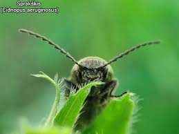 Attēlu rezultāti vaicājumam “Cidnopus aeruginosus”