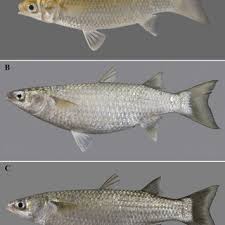 Image result for Chelon saliens