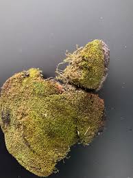 Attēlu rezultāti vaicājumam “Hymenostylium recurvirostrum macro”