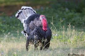 Attēlu rezultāti vaicājumam “Meleagris male”