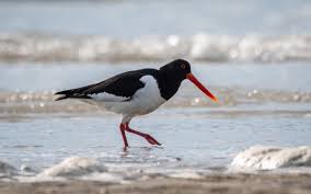 Attēlu rezultāti vaicājumam “Haematopus ostralegus”