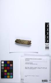 Attēlu rezultāti vaicājumam “Lophocolea coadunata”