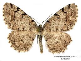 Attēlu rezultāti vaicājumam “Aethalura punctulata”