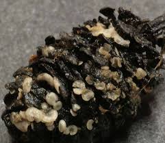 Attēlu rezultāti vaicājumam “Mollisia amenticola”