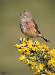 Attēlu rezultāti vaicājumam “Carduelis cannabina male”