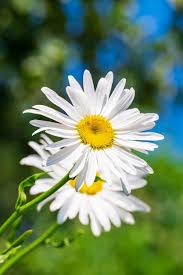 Attēlu rezultāti vaicājumam “Leucanthemum vulgare flower”