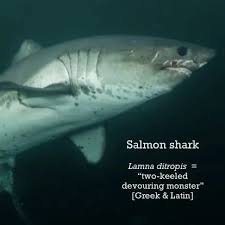 Image result for Lamna ditropis