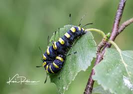 Attēlu rezultāti vaicājumam “Acronicta alni larva”