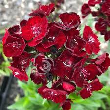Image result for Dianthus barbatus