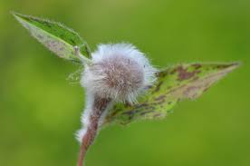 Attēlu rezultāti vaicājumam “Aulacidea hieracii”