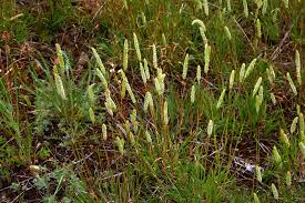 Attēlu rezultāti vaicājumam “Phleum phleoides”
