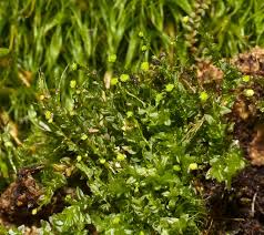 Attēlu rezultāti vaicājumam “Tetraphis pellucida”