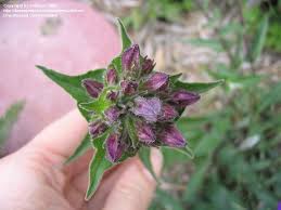 Attēlu rezultāti vaicājumam “Campanula glomerata bud”